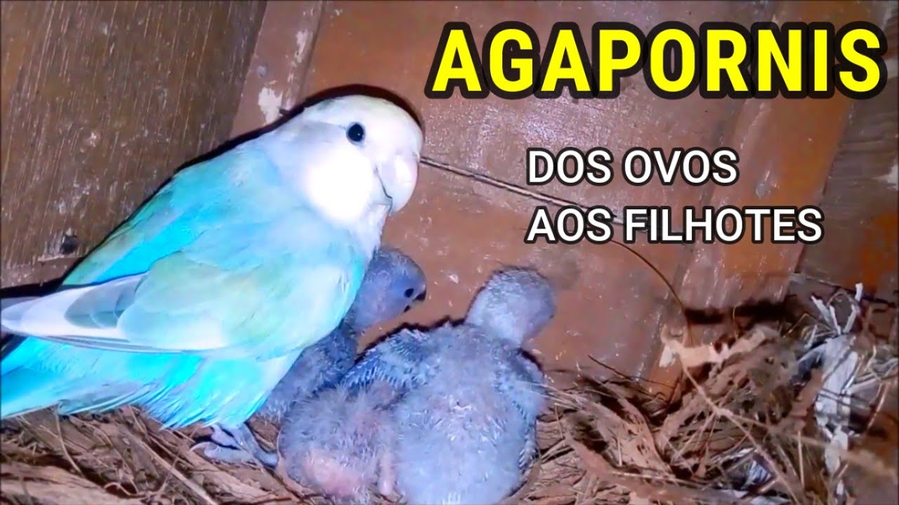 AGAPORNIS - CRIAÇÃO DOS OVOS AOS FILHOTES FORA DO NINHO