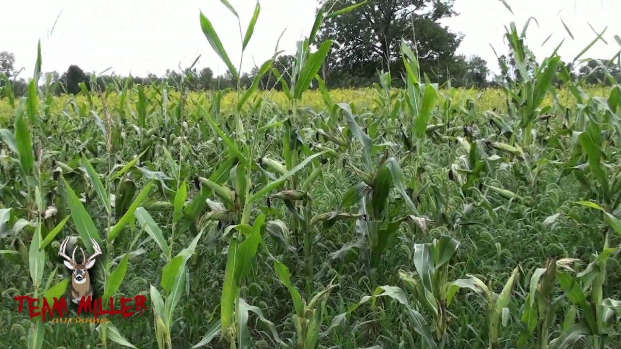 White Tail Food Plot - Planted by Hand- Round-Up Ready Field Corn
