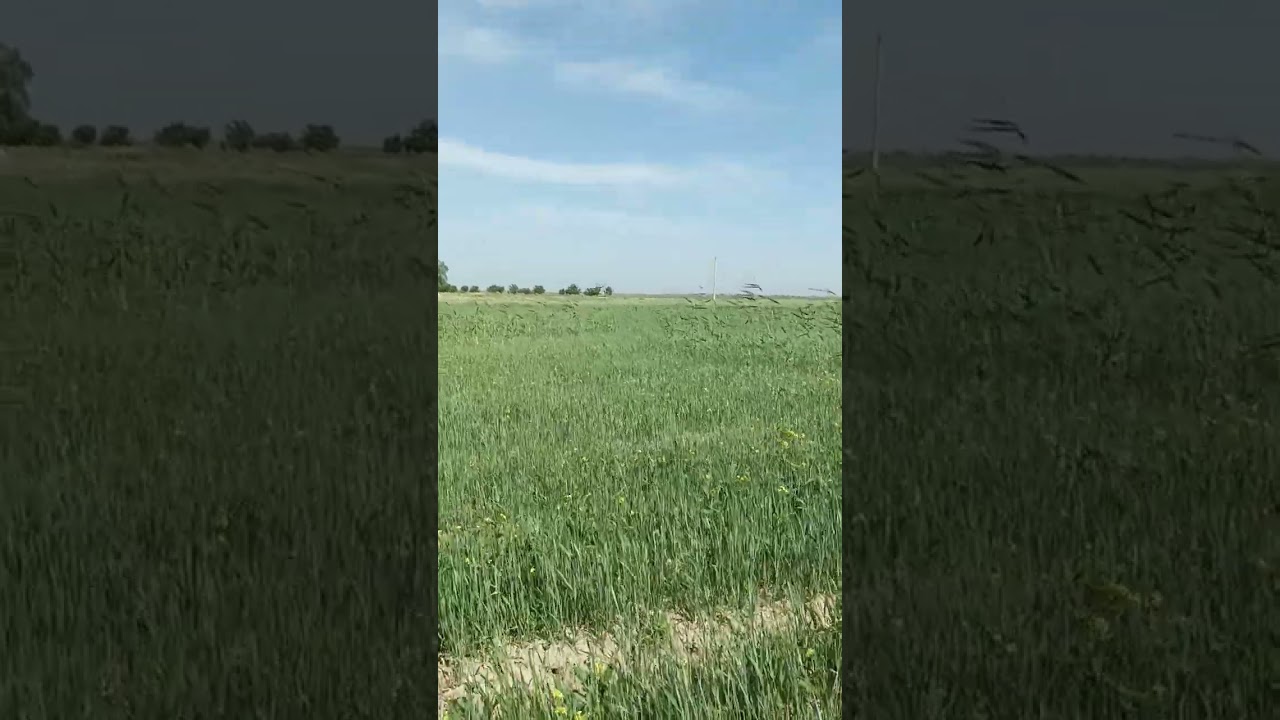 12.03.2024 y. ekilgan ARPA yer maydonimizga, tashrif buyurdik! Natijalar a'lo darajada...