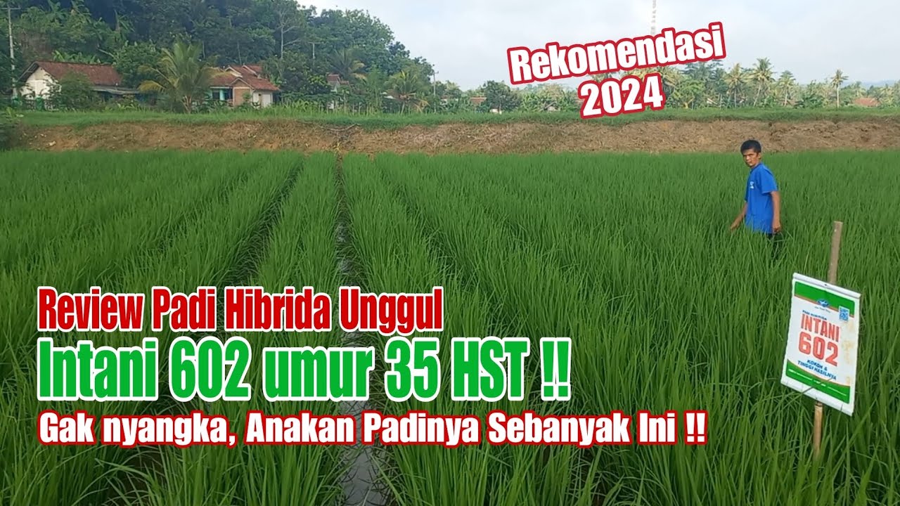 Review Padi Unggul Intani 602 umur 35 HST, Gak Nyangka Anakan Padinya Sebanyak Ini !!