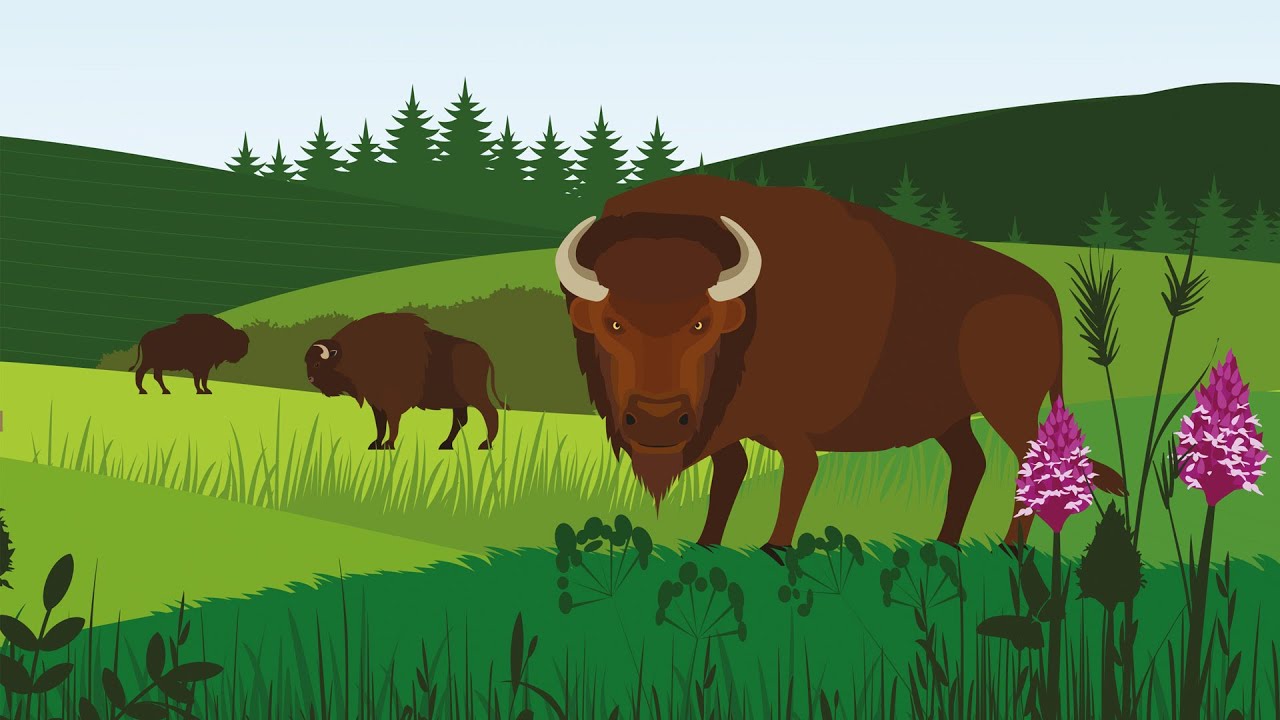 Wilder Blean Bison Release: The Start Of A New Era Of Conservation