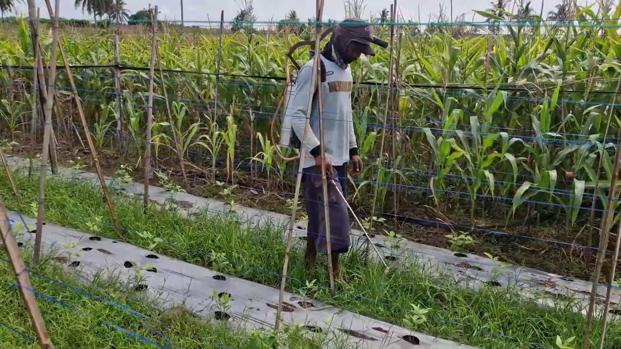 INSTANT FARMING TECHNIQUE: ELIMINATE WEEDS WITH PEPTISIDE FERTILIZER! -agricultural tools