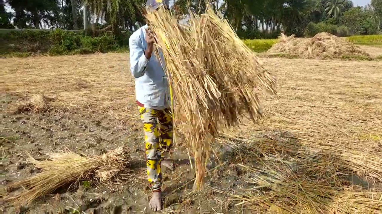 বিনা চাষে রসুন চাষাবাদ পদ্ধতি,চরকান্দা(চলন বিল)গুরুদাসপুর,নাটোর।