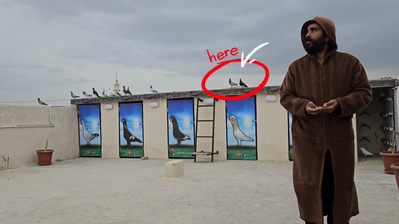 هدا الطير الوحيد اللي طلع روحي عشان امسكو 😱 وبالاخر 🔥✂️