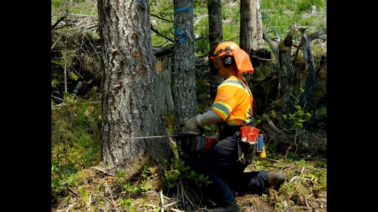 Manual Tree Falling - Proper Body Positioning
