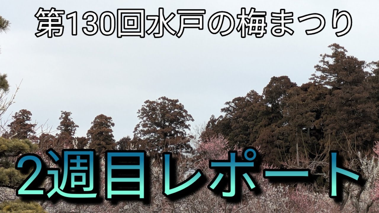 第130回水戸の梅まつり　2週目