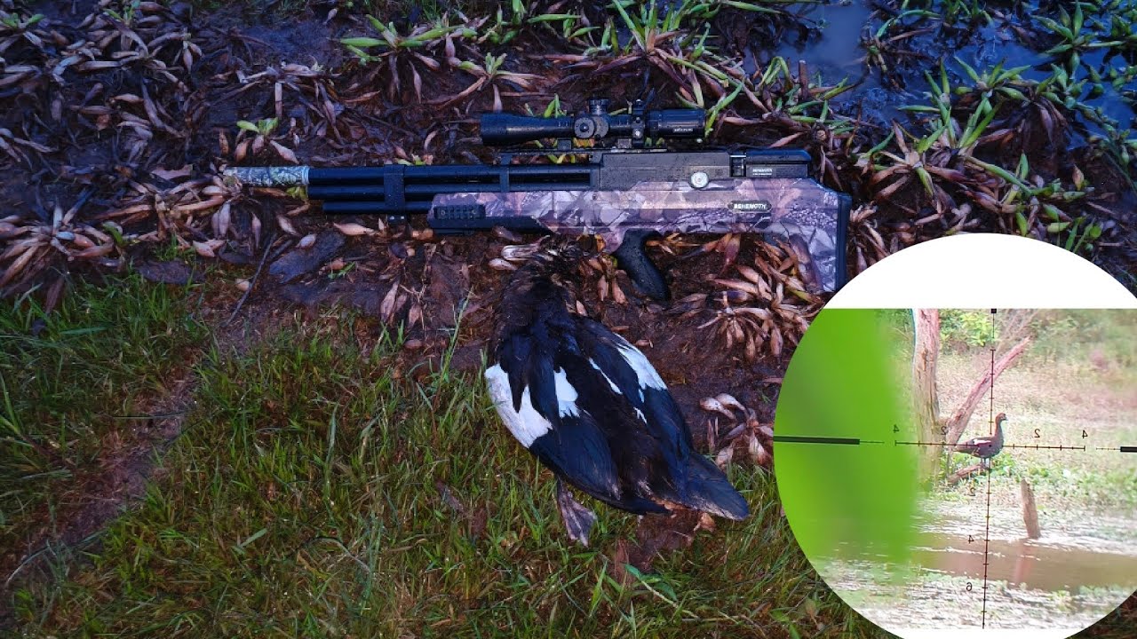 Mais uma caçada de pato com a PCP behemoth ps-R3-SF 5.5🎯