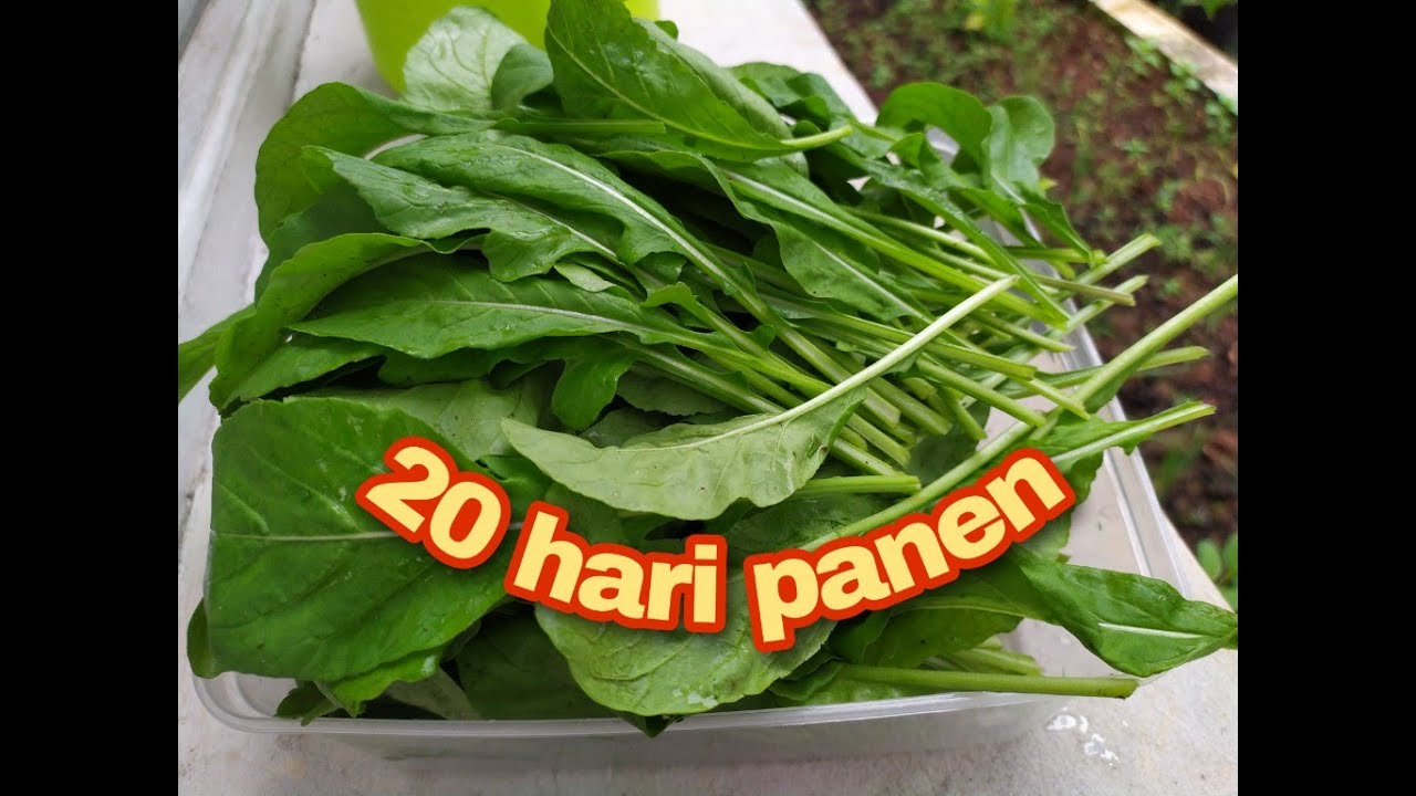 CARA MENANAM DAUN JARJIR ARUGULA SAMPAI PANEN -  ARUGULA FROM SEED TO HARVEST