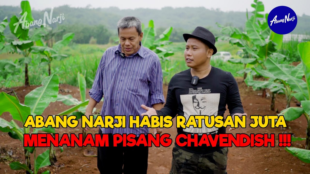 ABANG NARJI HABIS RATUSAN JUTA MENANAM PISANG CHAVENDISH || WOW..!! LUASNYA 1 HEKTAR - JURAGAN LAHAN