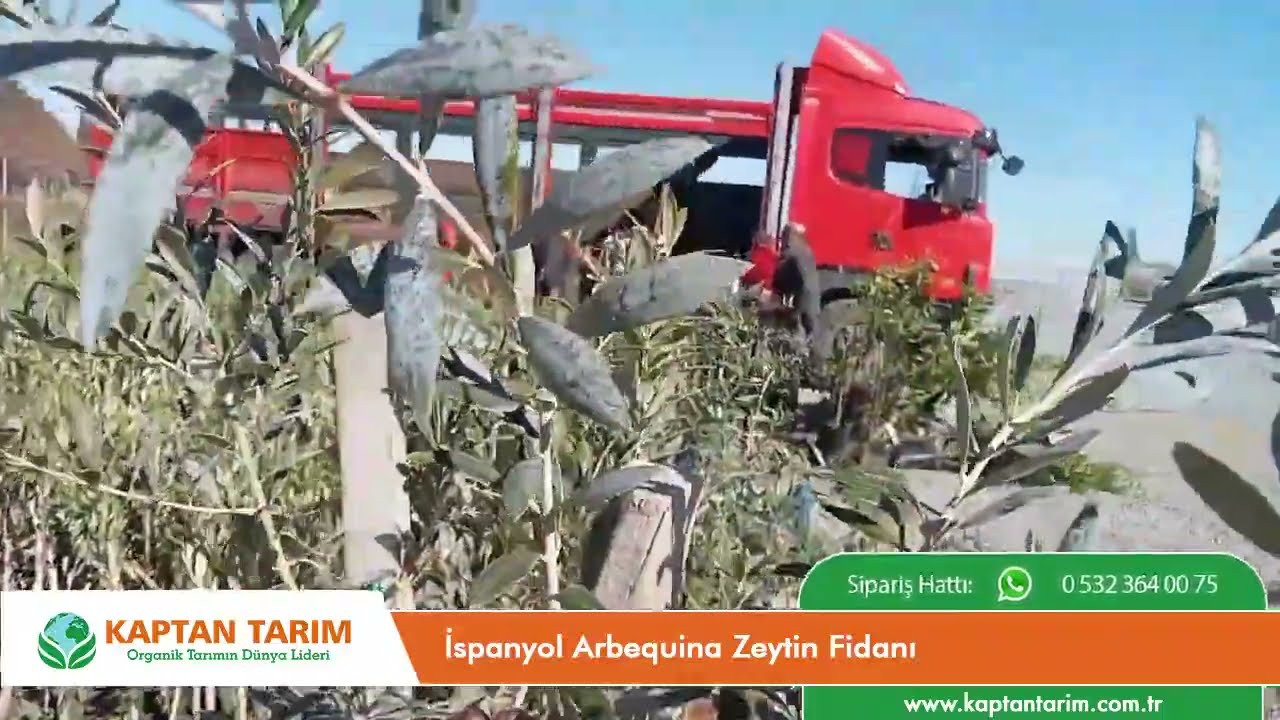 30.000₺ Süper Kazanç! İspanyol Arbequina Zeytin Fidanı