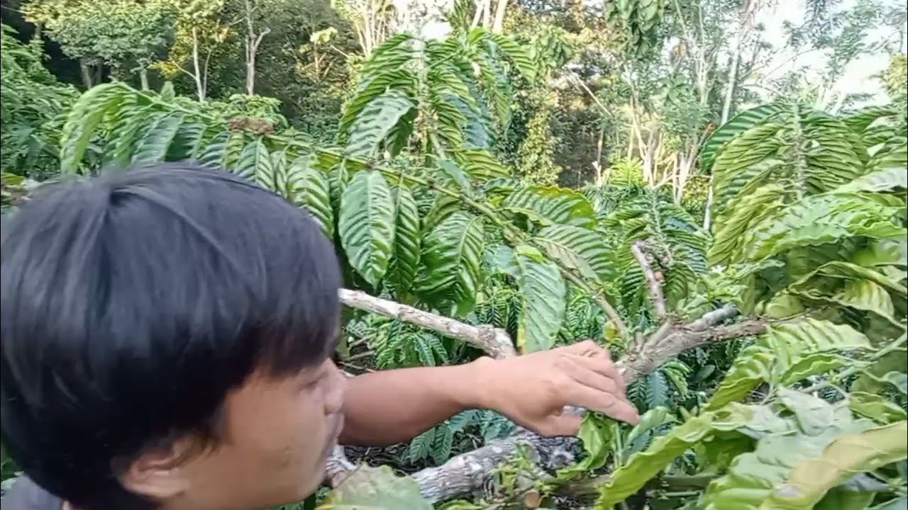 pemangkasan kopi tugu sari dan kapan waktu penyimpanan bahan ala Edi Suhendar #kangcandradarusman