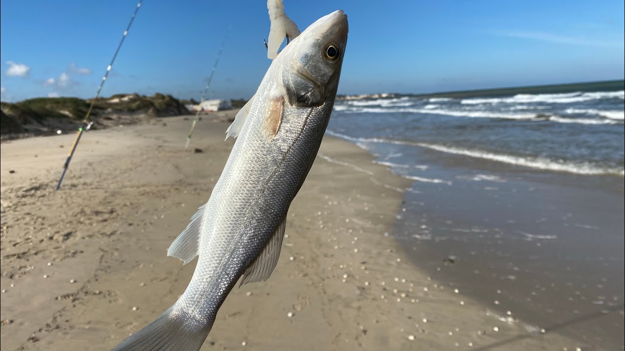 SurfCasting: Spigola e sarago con seppia e fasolari