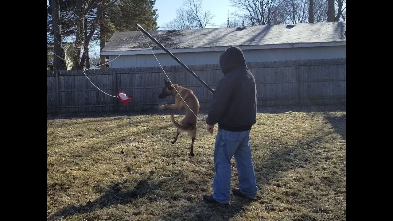 Flirt Pole/Stick with a Belgian Malinois