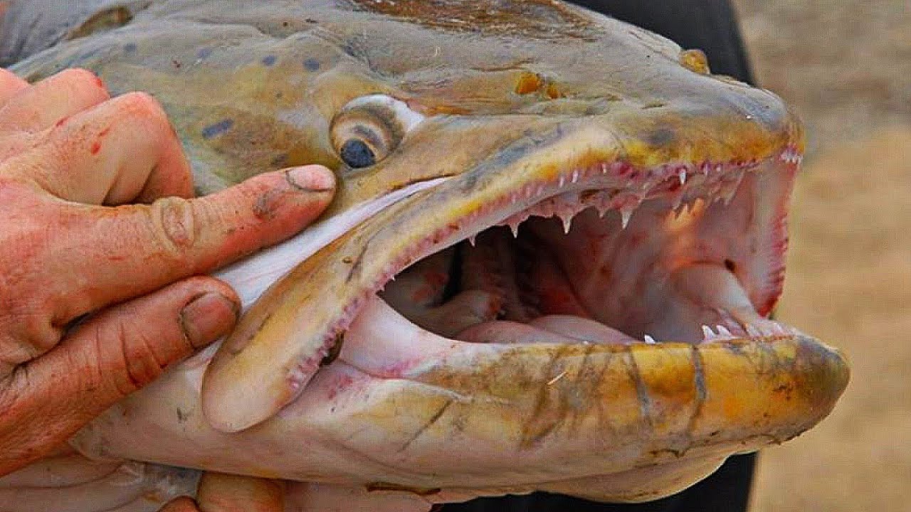 РЕКОРДНЫЙ ТАЙМЕНЬ 100КГ+. САМЫЙ БОЛЬШОЙ ТАЙМЕНЬ В МИРЕ! Рыбалка в Якутии на Тайменя 2025. Big taimen