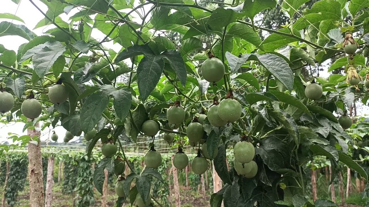 YIGA OKULIMA OBUTUNDA OBUGANDA OKOLE AMAGOBA