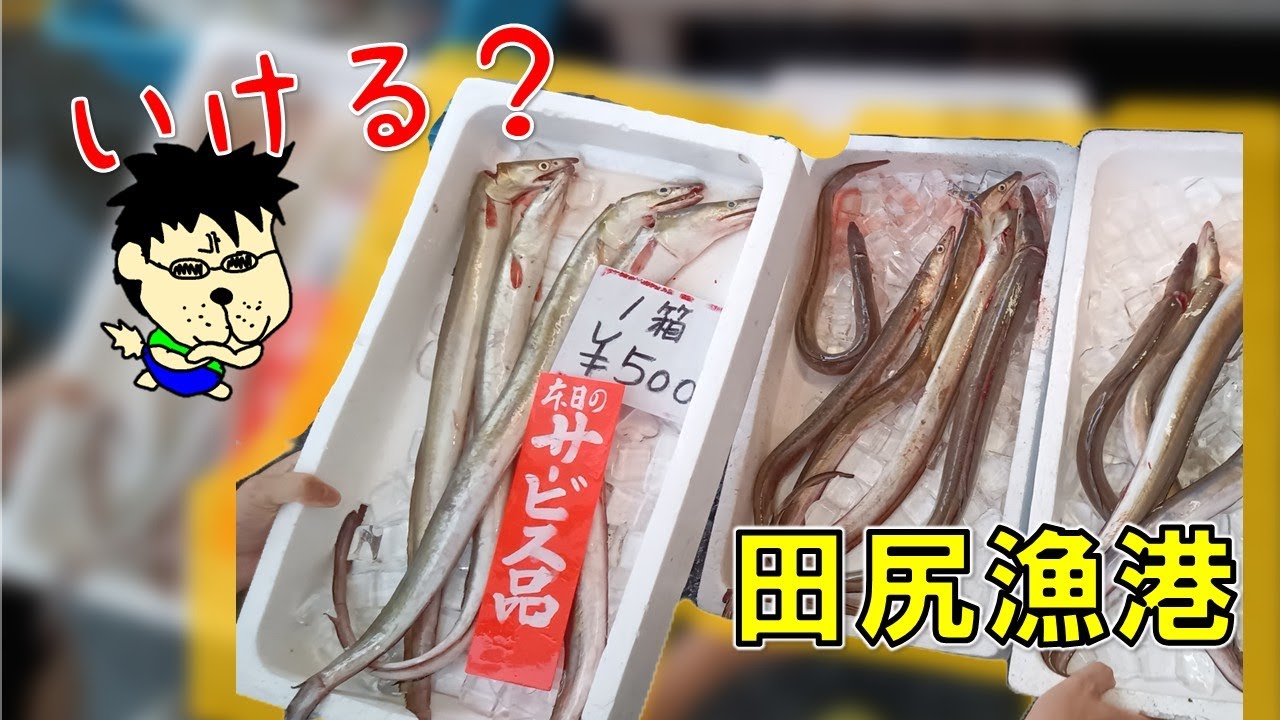 6月15日（日曜日）の田尻漁港  あやしい「安すぎて」なかなか手が出せない！ただいっぱい獲れただけ！旬の魚の値段がバグる(; ･`д･´)
