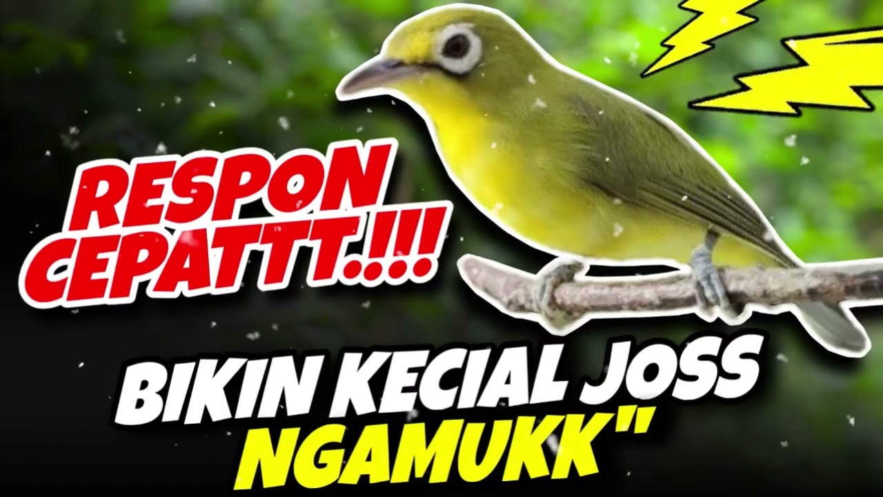 Ciak Joss Kecial Kuning Ampuh Paling Cepat Direspon Bikin Kecial Joss NGAMUK‼️