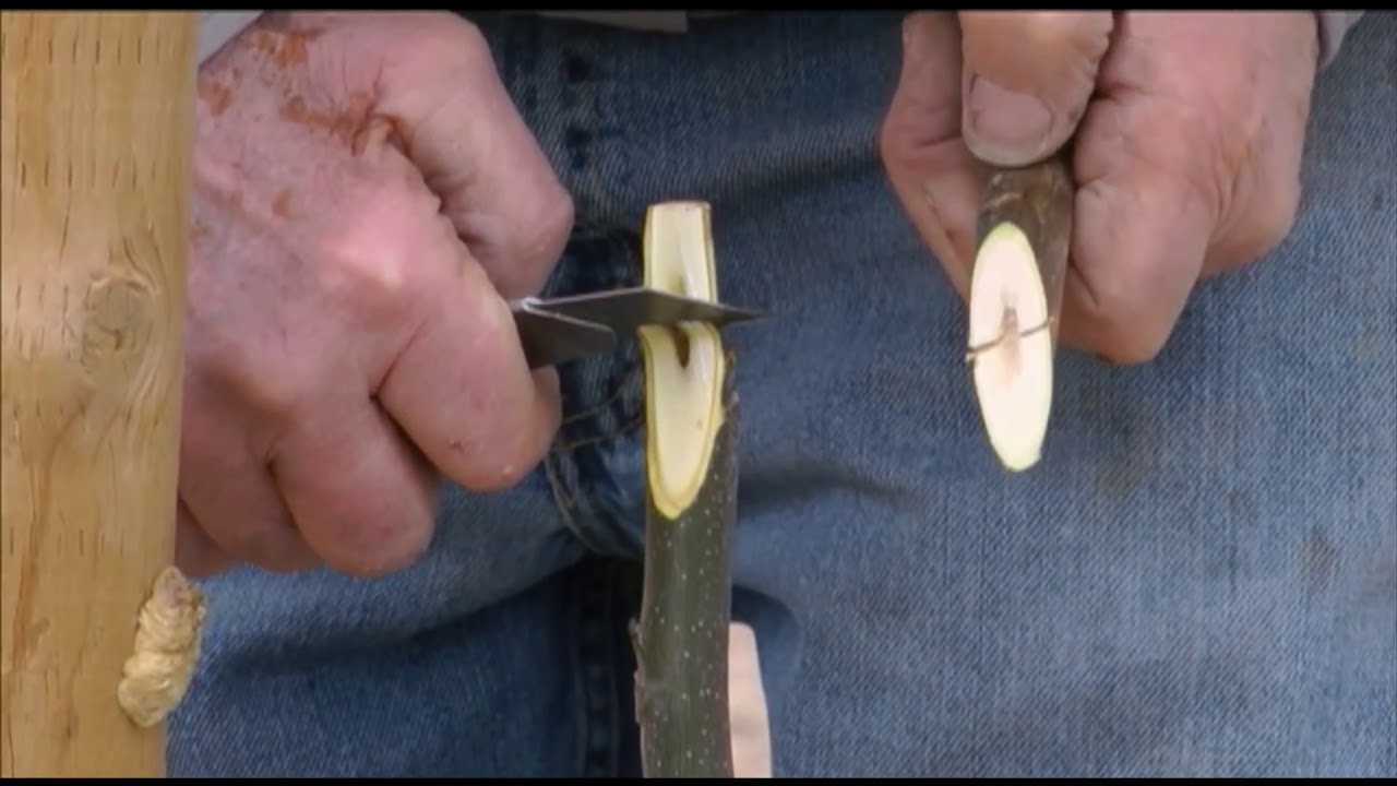 آموزش پیوند نیمانیم زبانه ای گردو‌ الکس سوهان ترجمه آقای محمد ابراهیم تدین