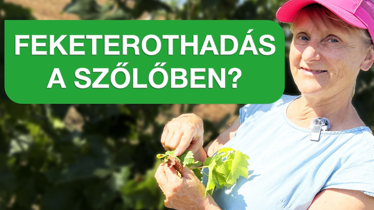 Mi okozza a feketerothadást? 🍇⚠️ Így védd a szőlőd feketerothadás ellen!