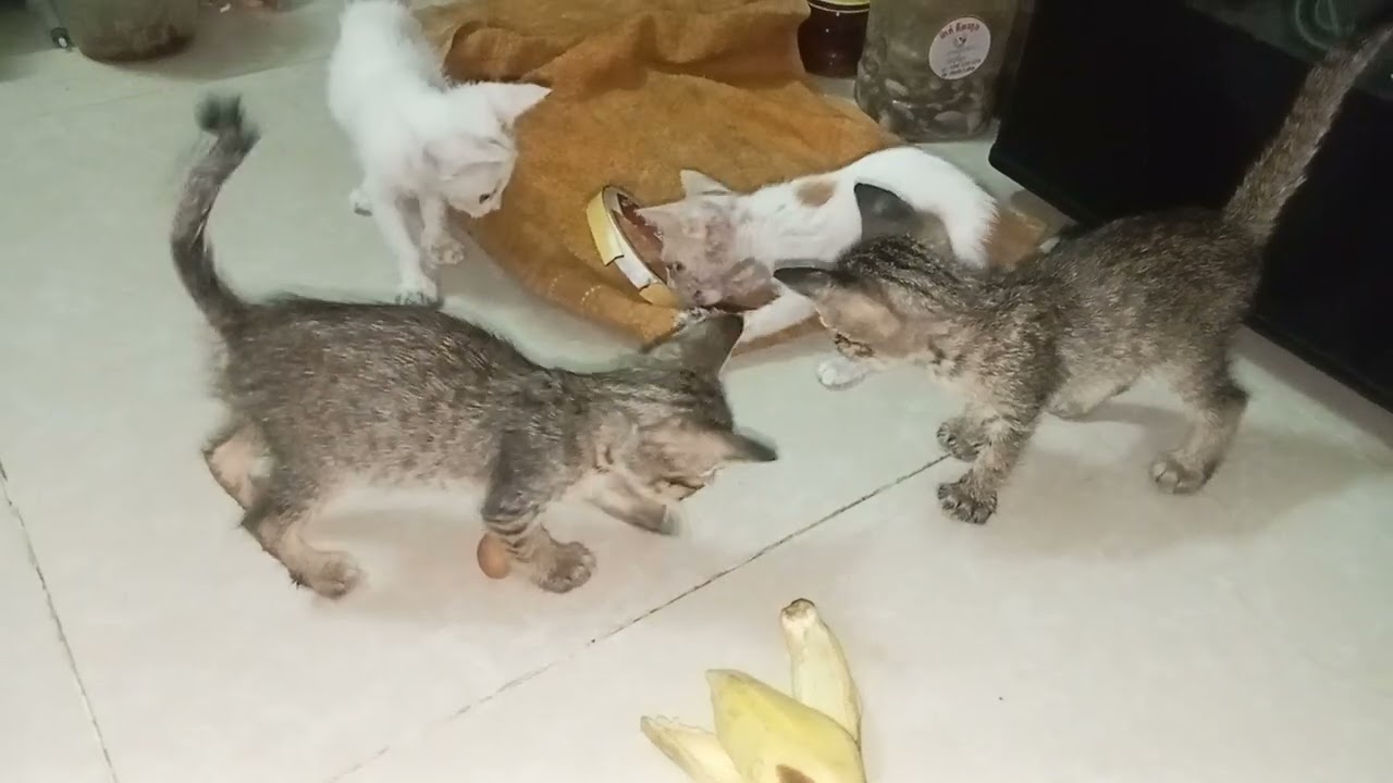 Stray Kitten very happy when playing in my guest room.