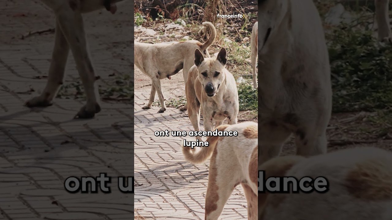 Deux tiers des chiens ont de l'ADN de loup
