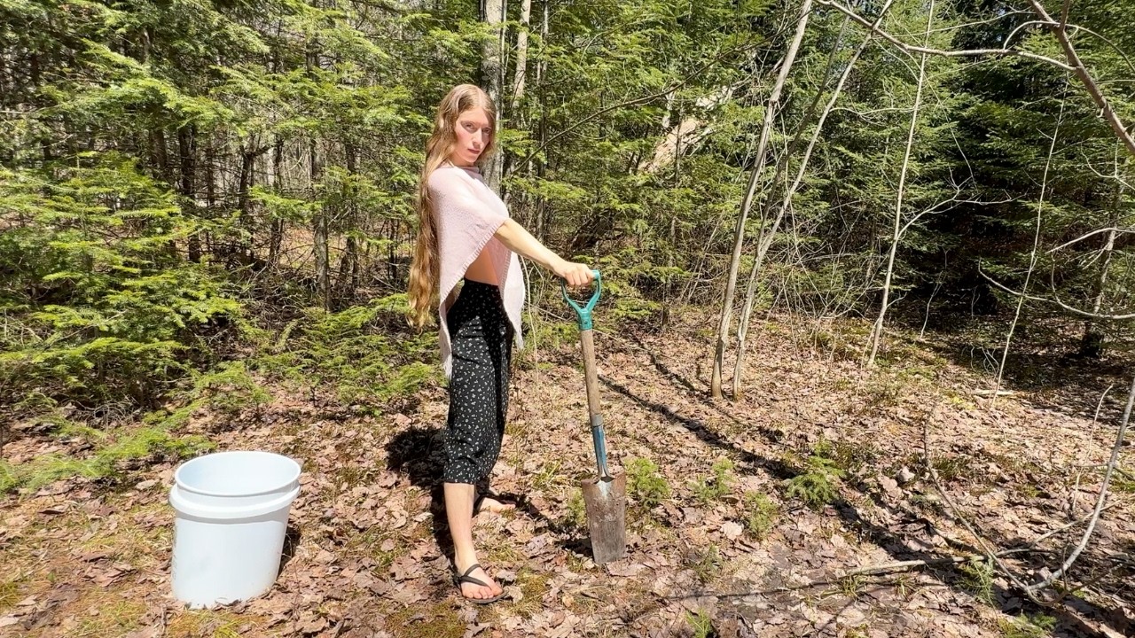 a peaceful day in the woods transplanting baby spruce trees