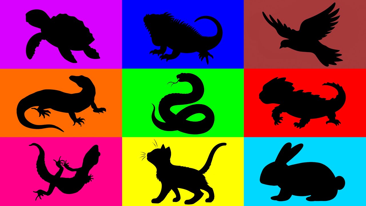 Домашние животные: котенок, черепаха, игуана, варан, геккон, кролик, перепел, маисовый полоз, кро...