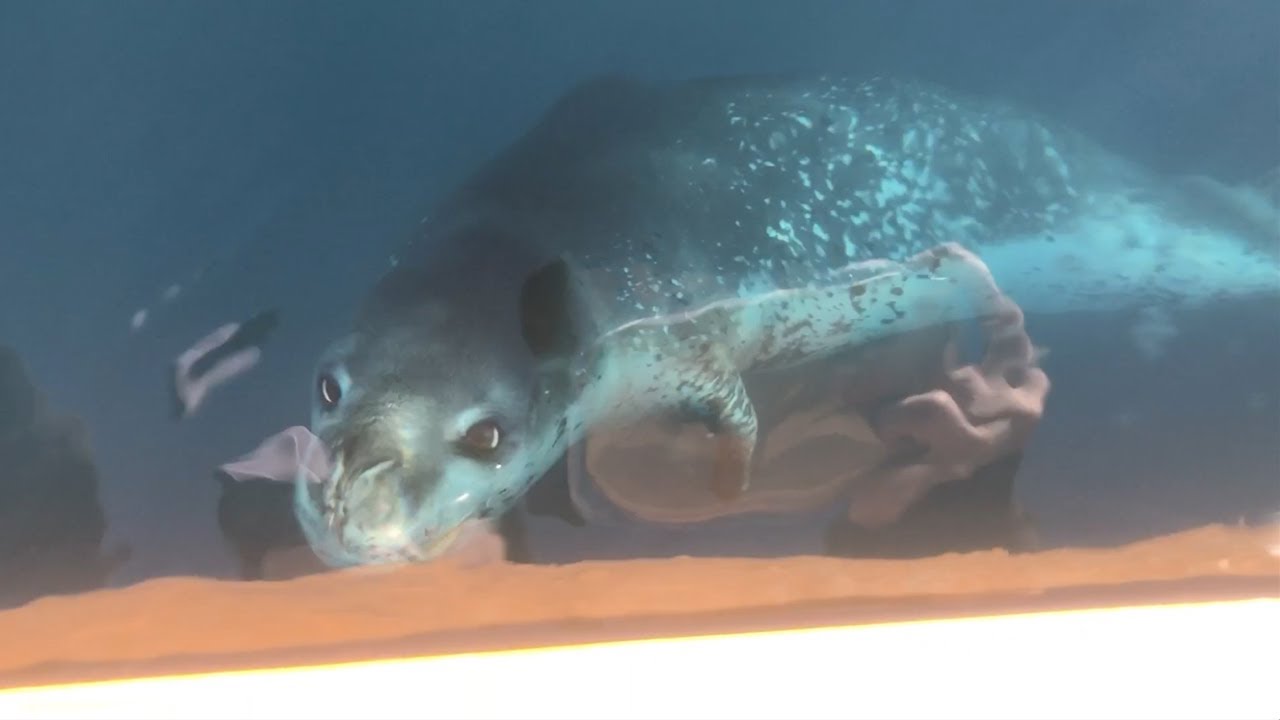Leopard Seal Dances Around Our Kayak In Antarctica