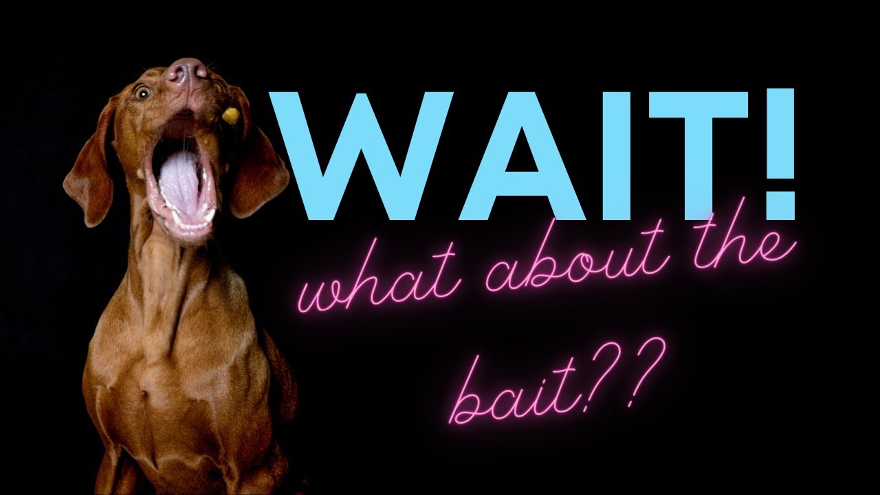 What is the best bait to use in the show ring and for training??