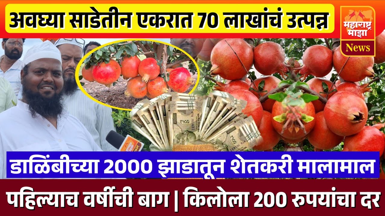 ♦️डाळींब शेती | अवघ्या साडेतीन एकरात 70 लाखांचं उत्पन्न, किलोला मिळाला 200 रुपयांचा दर