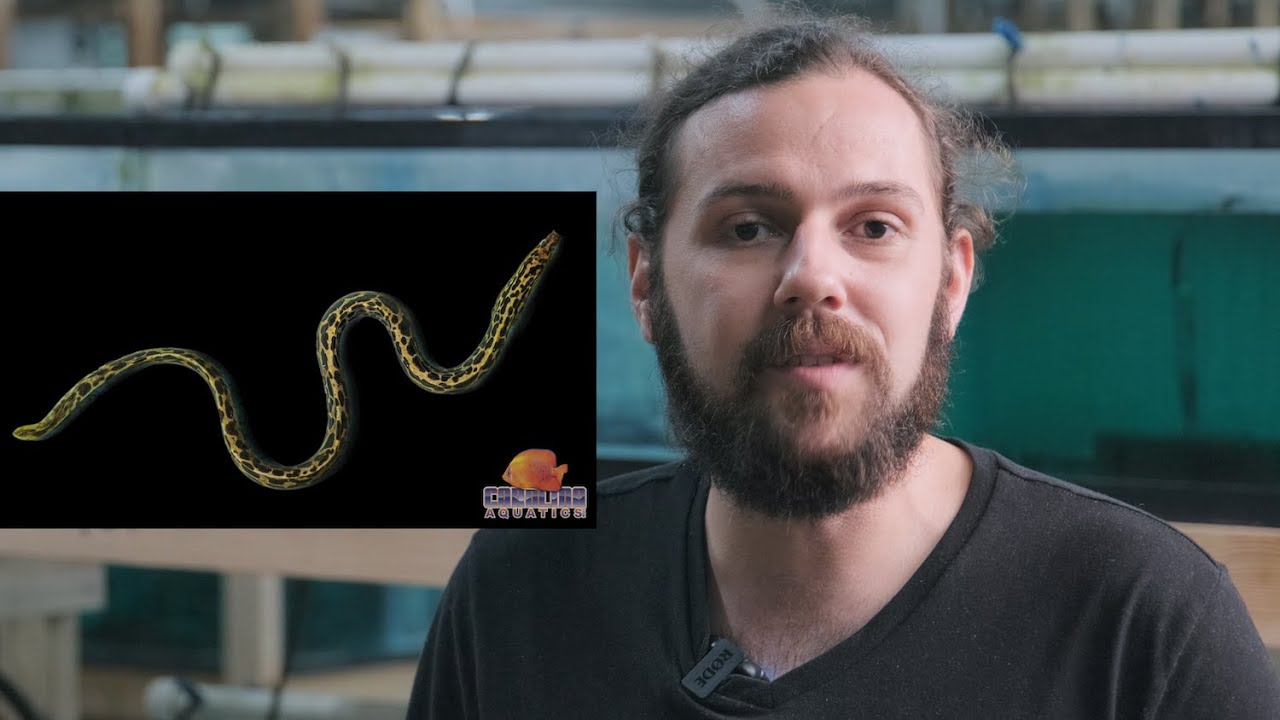 TRUE FRESHWATER MORAY EEL