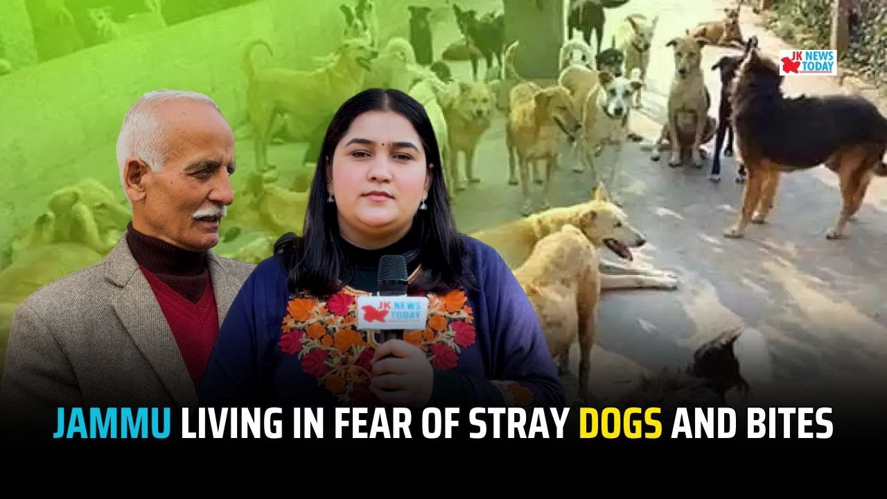 Jammu living in fear of stray dogs and bites | JK News Today