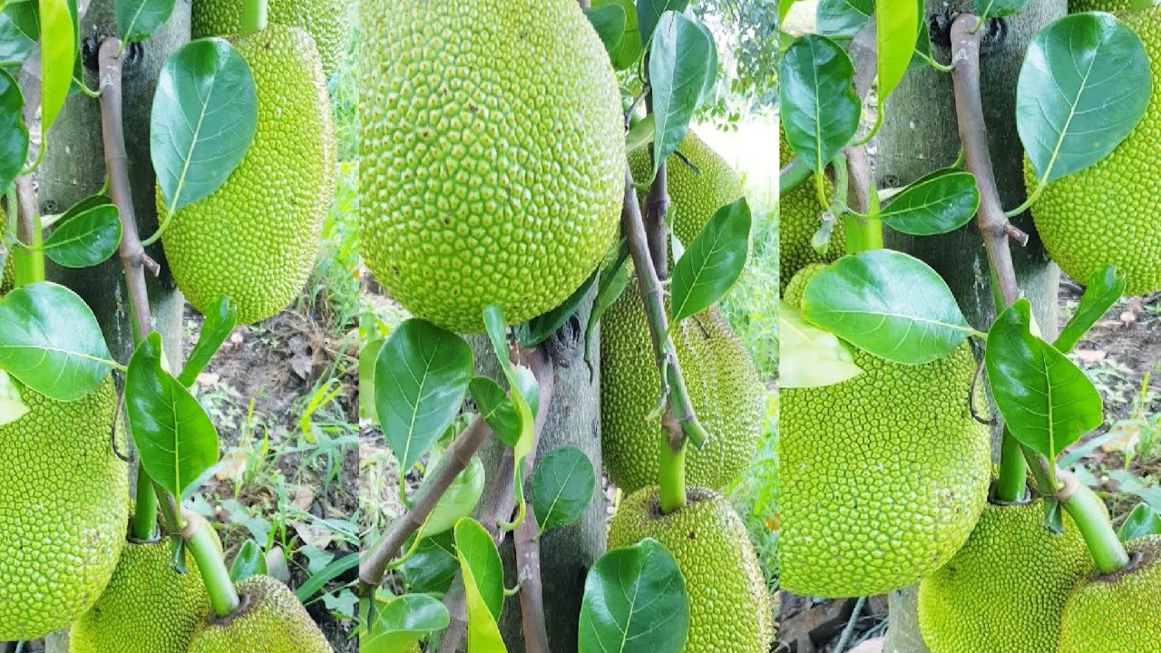 โง่มาตั้งนานทำขนุนให้ติดลูกลูกดกง่ายมากจนไม่ยากเชื่อ