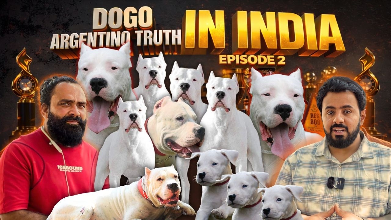 Dogo Argentino in India 🇮🇳 | Truth About Price, Breeding, Temperament & Scams