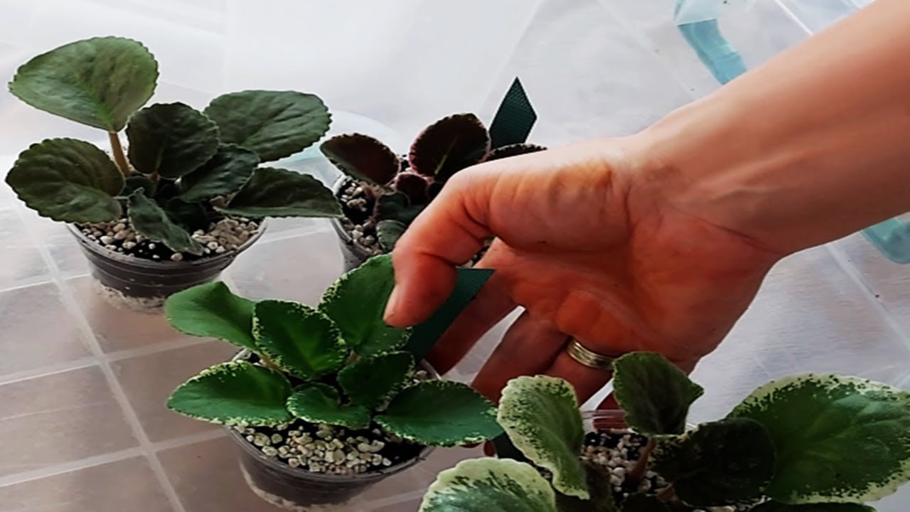 MENEKŞE GENÇLEŞTİRME / MENEKŞE TOPRAK DEĞİŞİMİ/MENEKŞE KAZ BOYNU BAKIMI /MENEKŞE KÖK ÇÜRÜMESİ BAKIMI