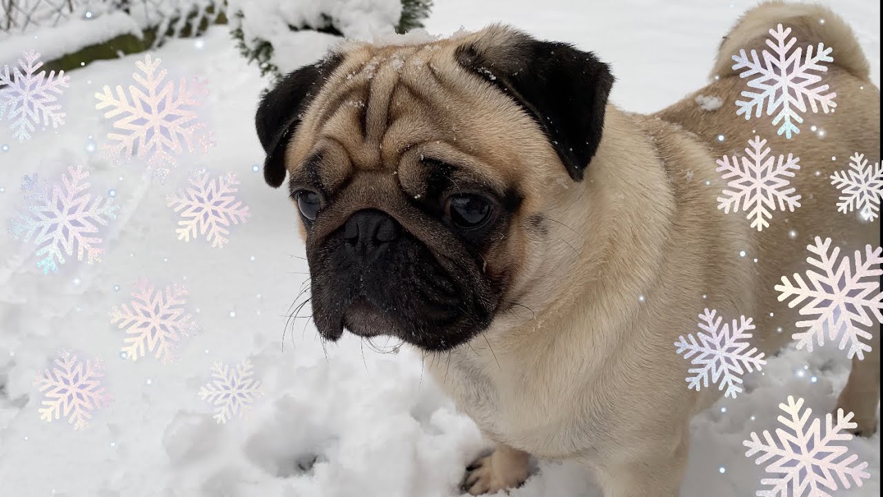 ZABAWA NA ŚNIEGU| Mops Prezes Gacuś🥶❄️