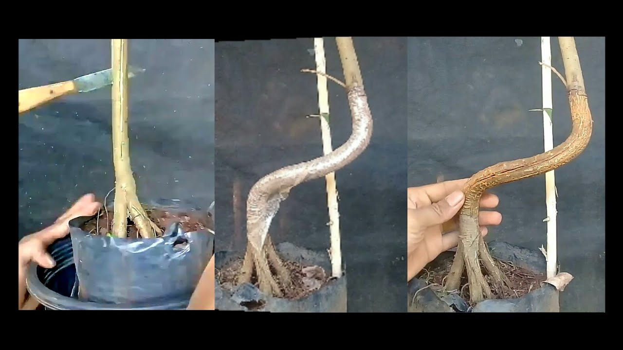 "Ternyata aman dipecah" Percobaan membuat bonsai batang lurus pecah batang