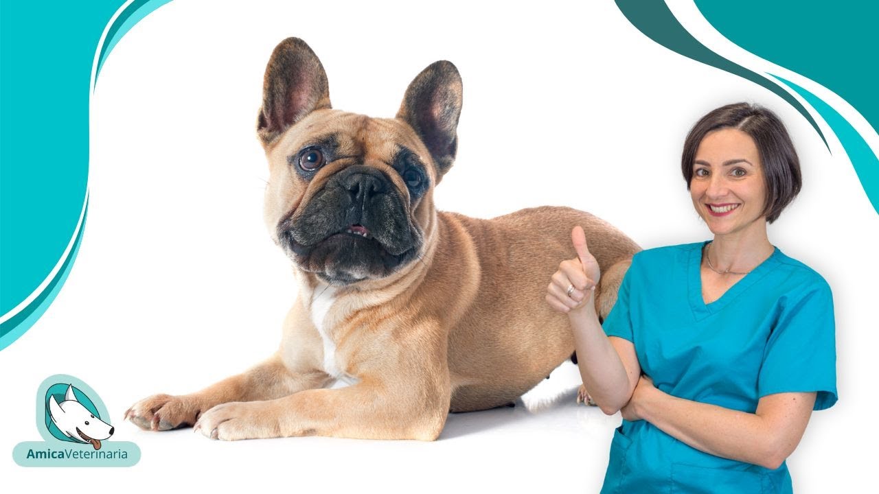 Bouledogue francese: cosa devi sapere sulla sua salute