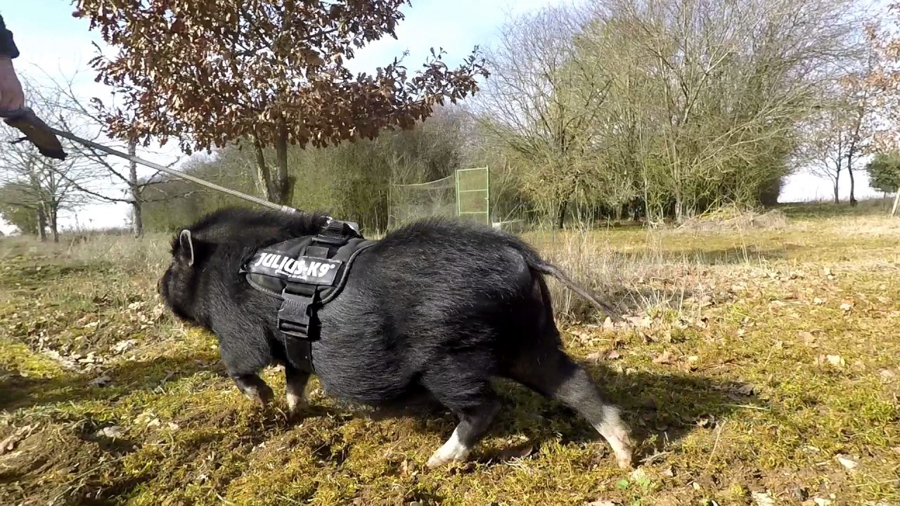 Truffle pig