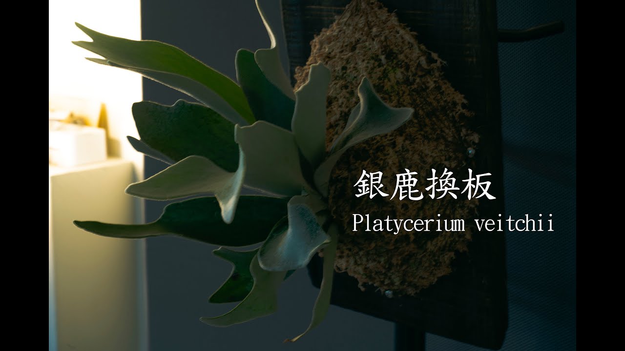 鹿角蕨上板 –幫銀鹿搬家 ｜Mount a Platycerium veitchii from spore