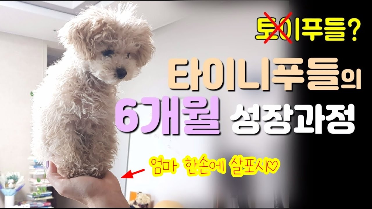 [토이푸들] 타이니푸들의 6개월간의 성장과정기록 ☆크기비교☆ [타이니푸들]