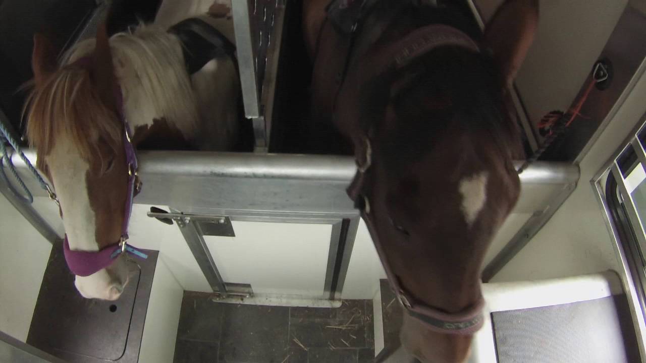 Gemma And William Travelling in the Equi Travel Safe