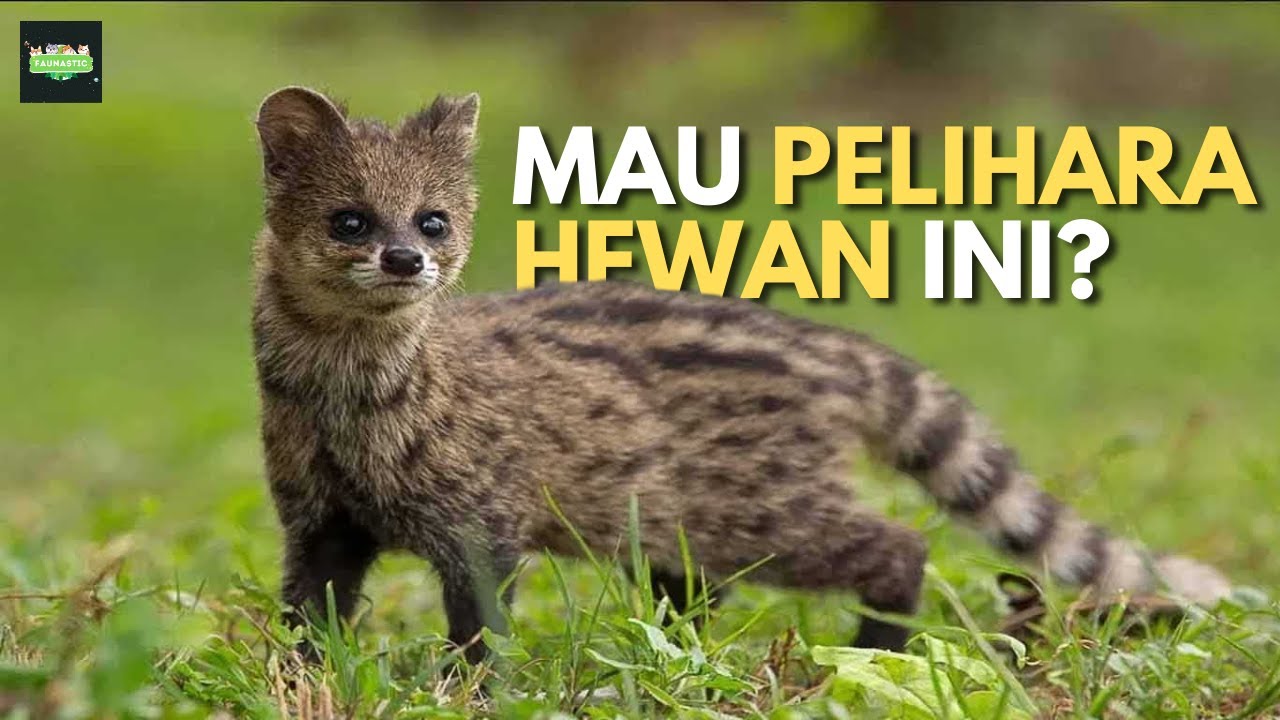 Jenis Musang Yang Bisa Dipelihara | Jangan sampai salah pilih ya!!!