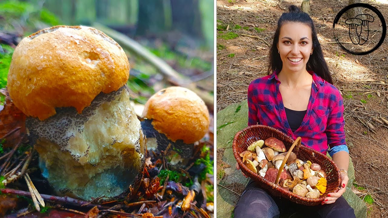 Luxusní KŘEMENÁČE. Plný koš hub a puchýř na noze...