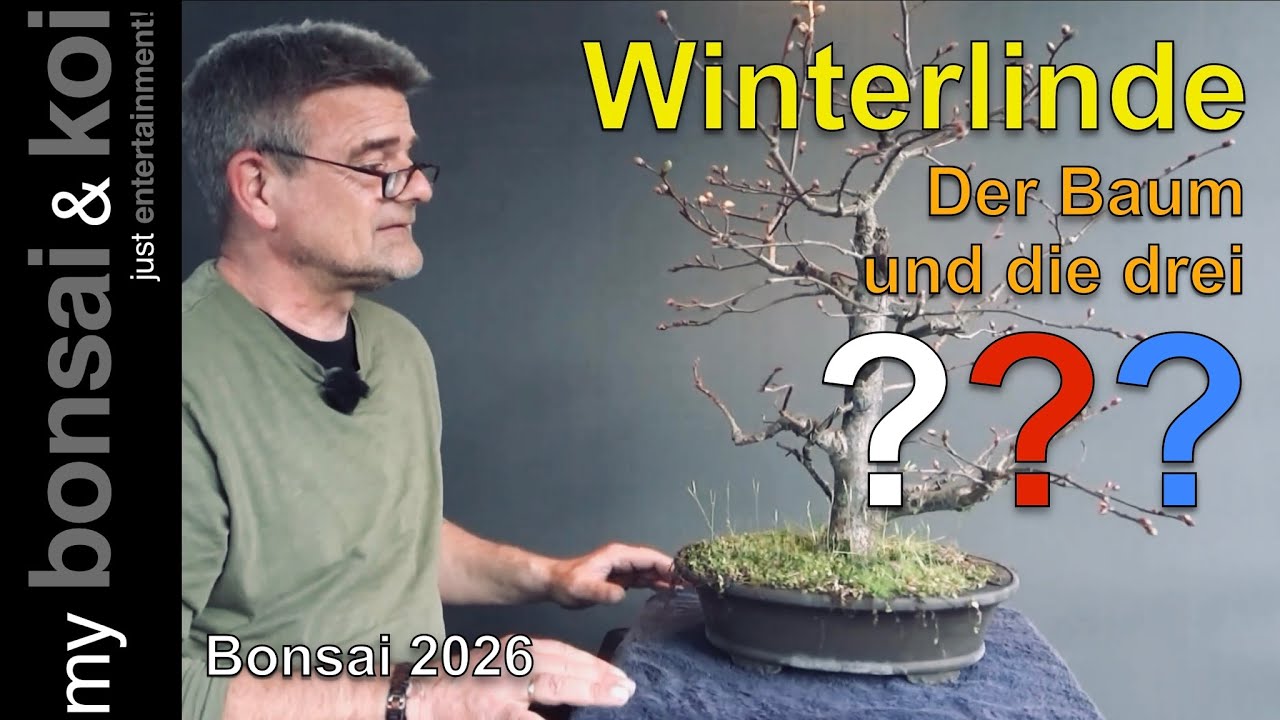 Bonsai 2026-4 - Winterlinde - Der Baum und die drei Fragezeichen??? - #bockaufbonsai
