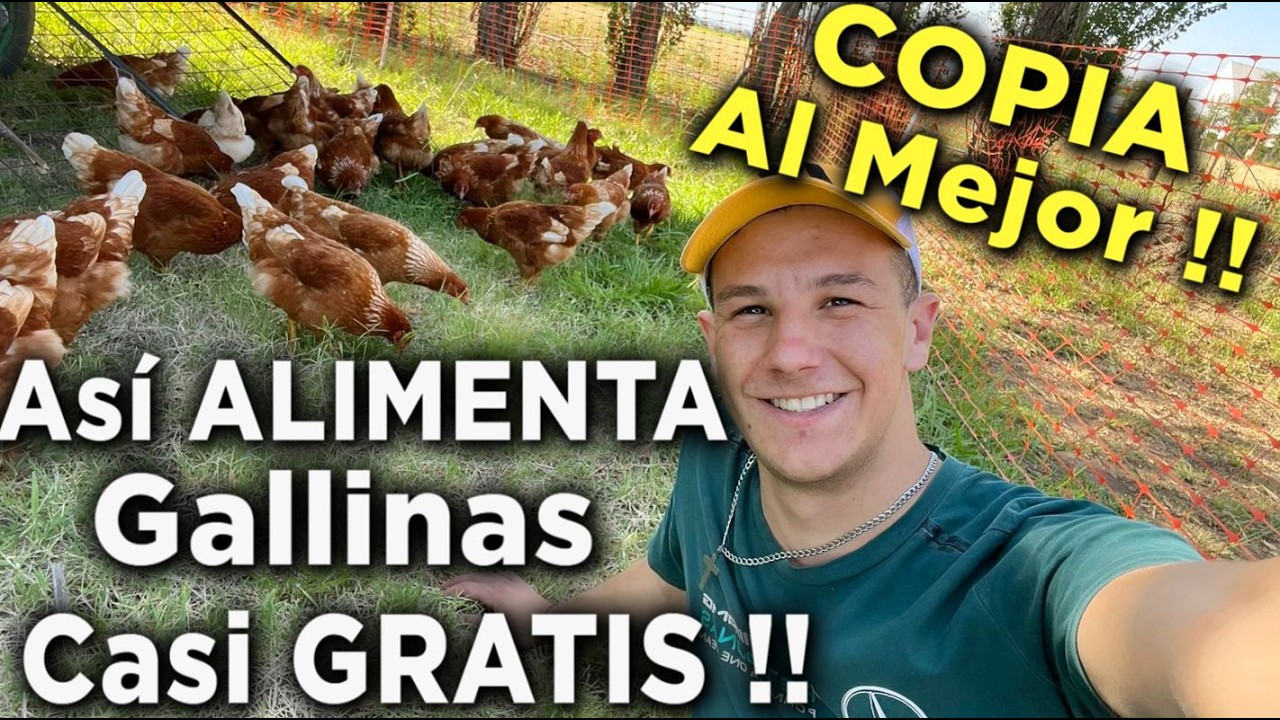 6 ALIMENTOS super ECONÓMICOS para Gallinas que DUPLICÓ MIS HUEVOS 🥚 (CASI GRATIS)
