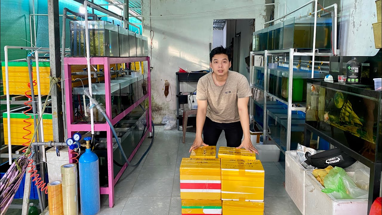Cập Nhật Trang Trại Cá 7 Màu Thuần Chủng Tuyển Giống