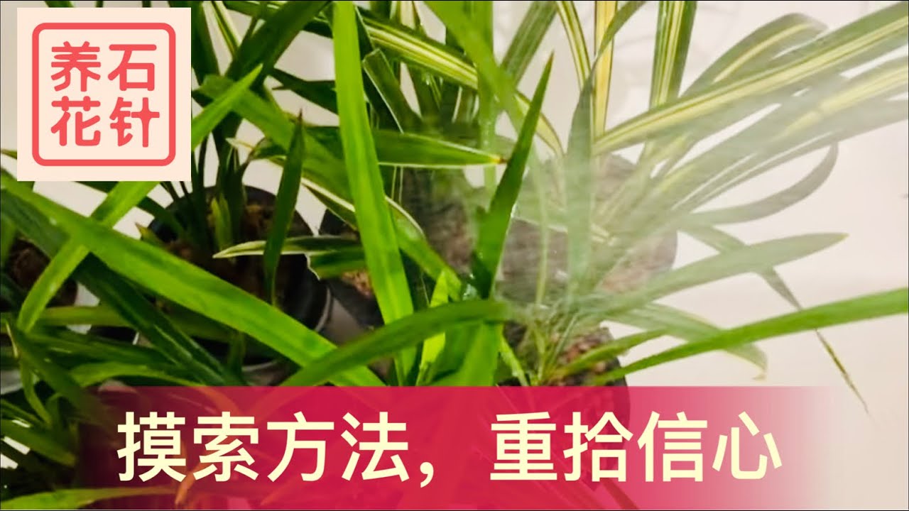 改变浇水方法，帮我重新开始养国兰的旅程 - 分享半水培细节，判断浇水时间，粗旷的浇水方法，每两周伺候一次