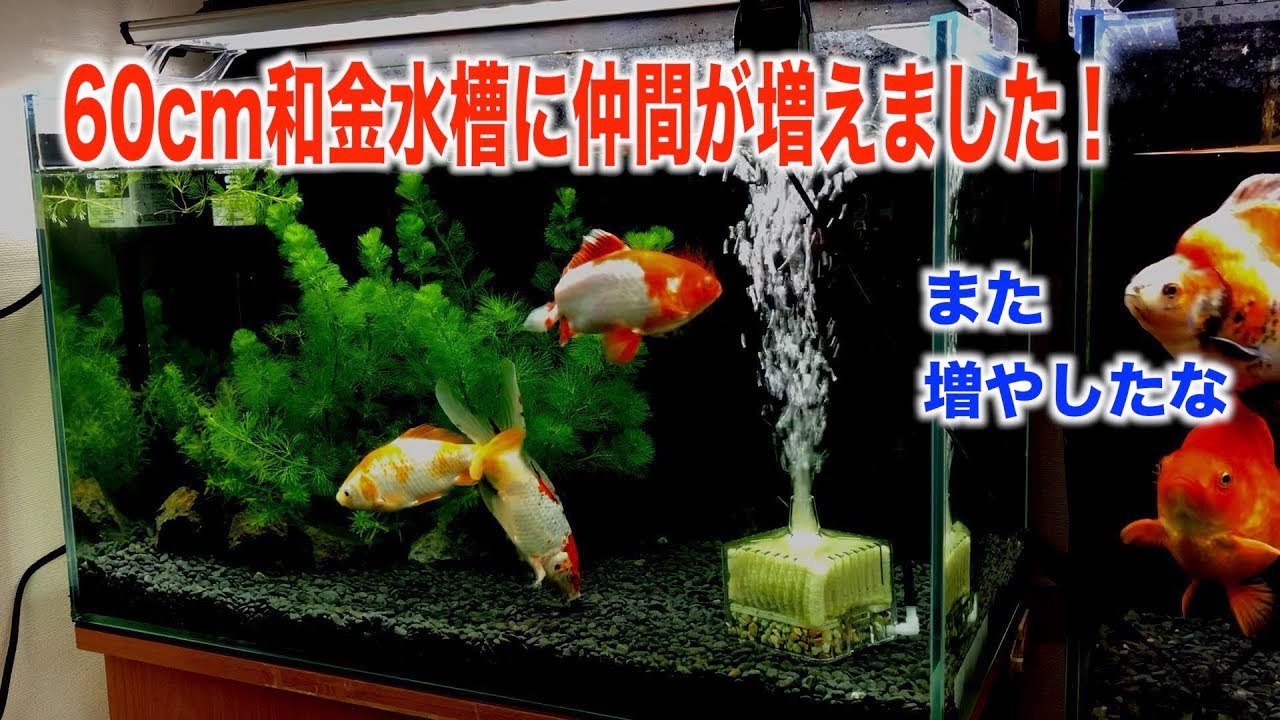 【金魚水槽】60cm和金水槽に仲間が増えました。