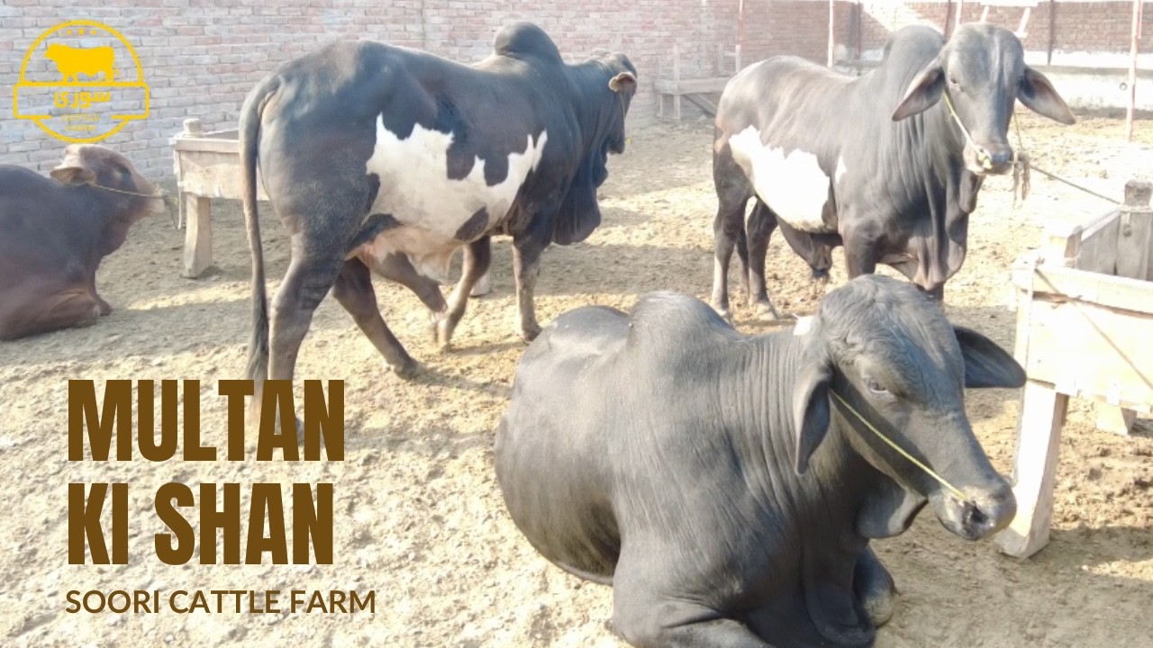 MULTAN k Biggest Bulls at Soori Cattle Farm Collection Qurbani 2026 l Mandi 2026 Cow Mandi 2026